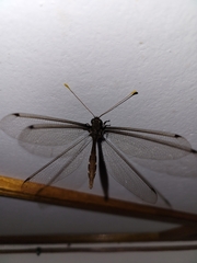Haploglenius flavicornis
