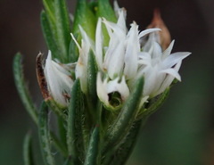 Euchaetis avisylvana