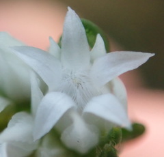 Euchaetis avisylvana