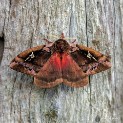 Dirphiopsis picturata