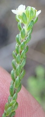 Lachnaea penicillata