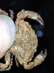 Macromedaeus distinguendus