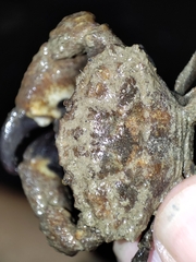 Macromedaeus distinguendus