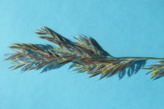 Bromus pumpellianus