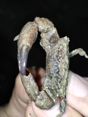 Macromedaeus distinguendus