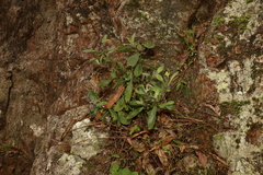 Gynura drymophila