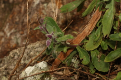 Gynura drymophila