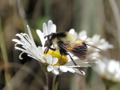 Volucella