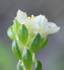 Lachnaea penicillata
