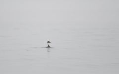 Podiceps taczanowskii