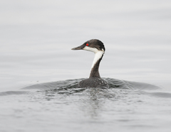 Podiceps taczanowskii