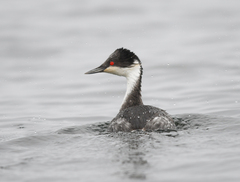 Podiceps taczanowskii