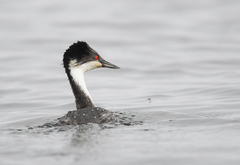 Podiceps taczanowskii