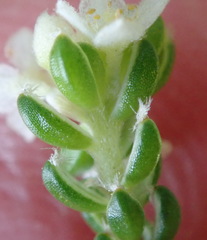 Lachnaea penicillata
