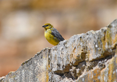 Sicalis uropygialis