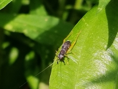 Phyllopalpus pulchellus