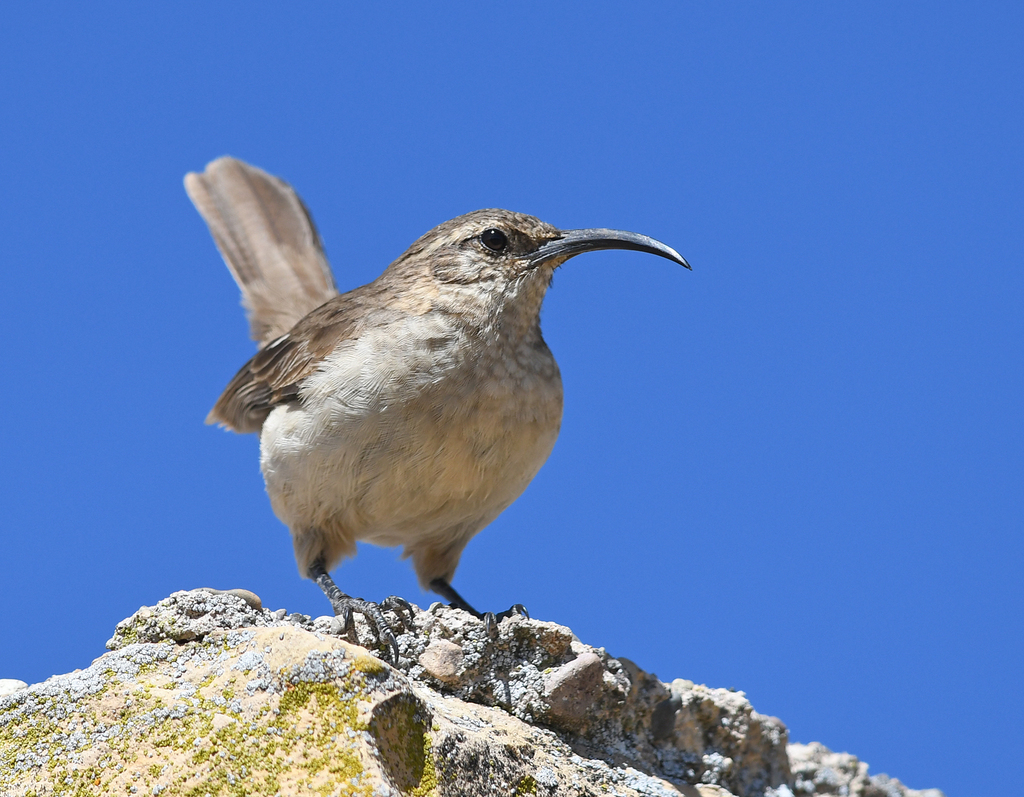 Buff-breasted Earthcreeper (Upucerthia validirostris)