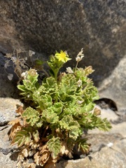 Ivesia saxosa