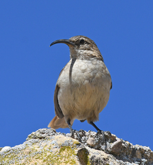 Upucerthia validirostris