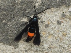 Synanthedon exitiosa