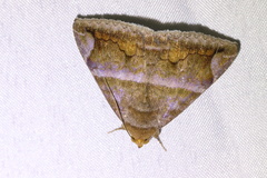 Buzara