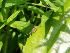 Phyllopalpus pulchellus