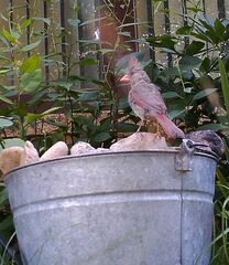 Cardinalis cardinalis