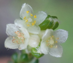 Lachnaea penicillata