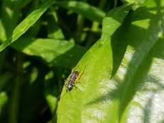 Phyllopalpus pulchellus