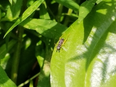 Phyllopalpus pulchellus