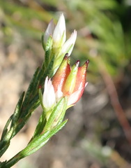 Euchaetis avisylvana