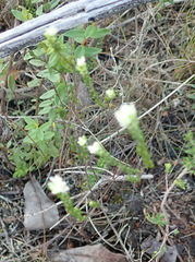 Lachnaea penicillata