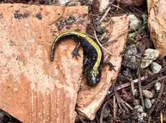 Ambystoma macrodactylum macrodactylum