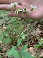 Doellingeria infirma