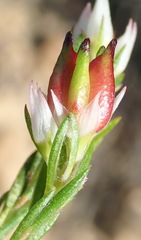 Euchaetis avisylvana