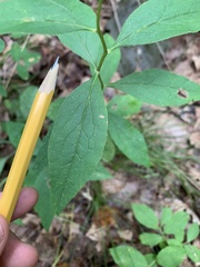 Doellingeria infirma