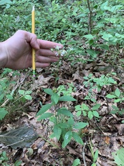 Doellingeria infirma