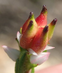 Euchaetis avisylvana