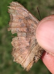 Polygonia satyrus