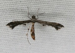 Michaelophorus indentatus