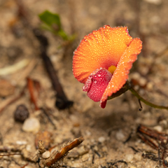 Isotropis cuneifolia