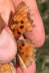 Polygonia satyrus