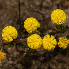 Acacia pulchella