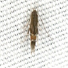 Cosmopterix scirpicola