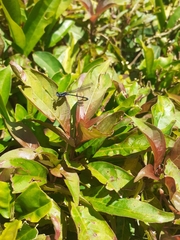 Argia indicatrix
