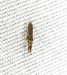 Cosmopterix scirpicola