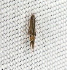 Cosmopterix scirpicola