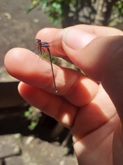 Argia indicatrix