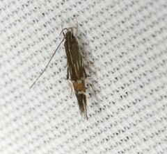 Cosmopterix scirpicola