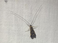 Macrostemum carolina